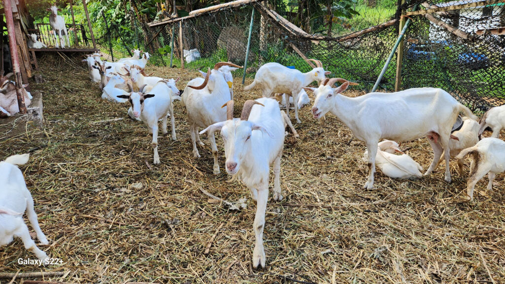 Goat pen