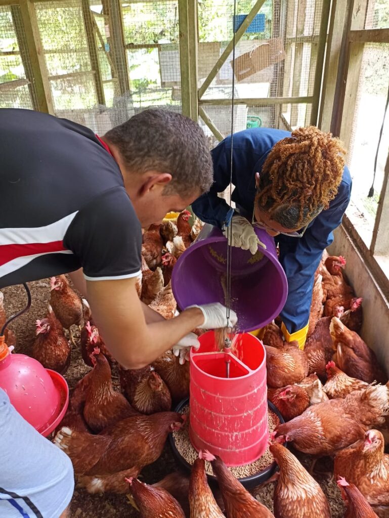 Poultry pen