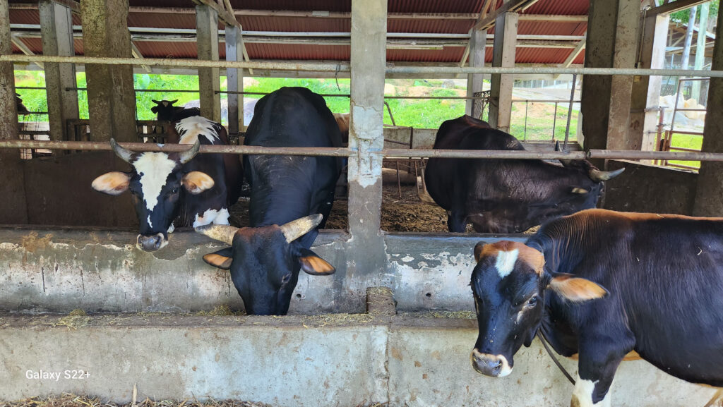 cattle pen