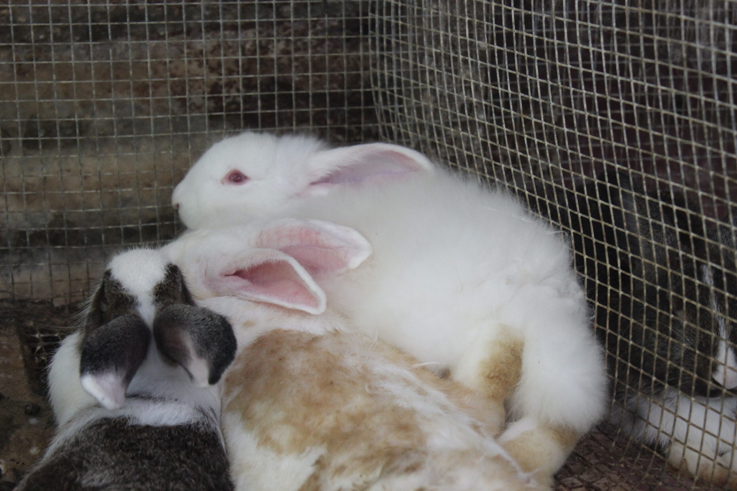 Rabbits at SIAH