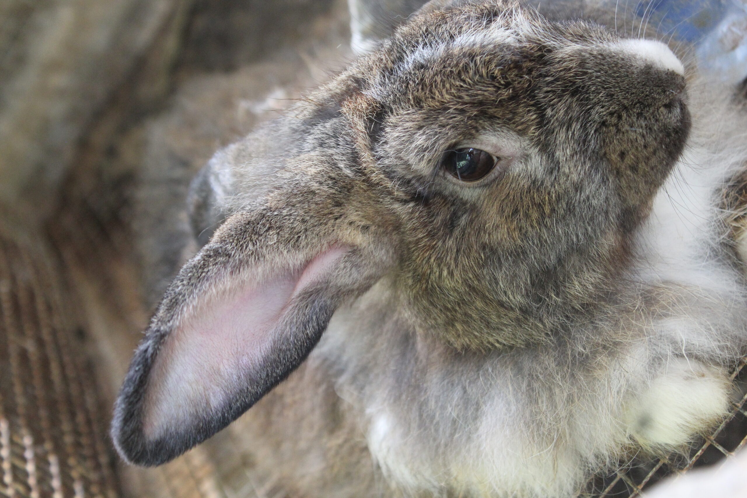 Rabbit at SIAH farm