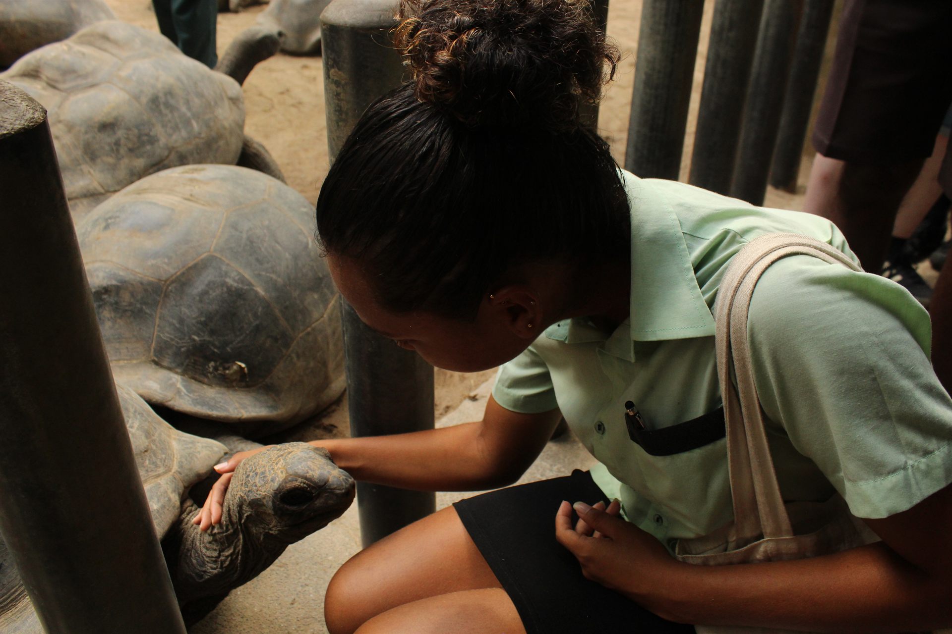 SIAH student observing a Seychelles giant tortoise during the Botanical Gardens visit
