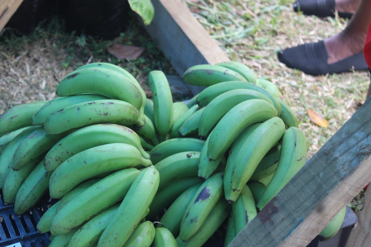 Fresh green bananas from SIAH