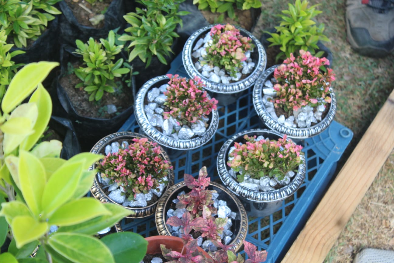 Decorative ornamental plants for sale